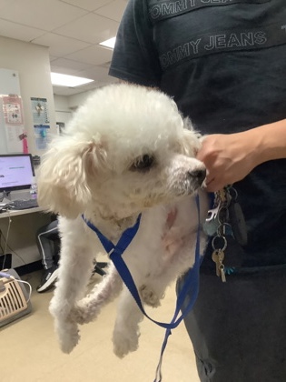 Shelter Stray Female Dog last seen Near CHICKASAW AVE, East District, TX, 355 Hillshire Dr, Haslet, TX 76052, USA