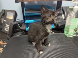 Shelter Stray Male Cat last seen Near Fields Dr, Lithonia, GA 30038, 30038, GA, 3280 Chamblee Dunwoody Rd, Chamblee, GA 30341, USA