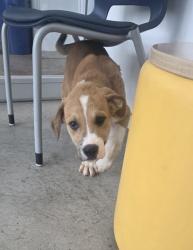 Shelter Stray Male Dog last seen Near block of Golf Club Dr, North District, TX, 355 Hillshire Dr, Haslet, TX 76052, USA