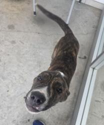 Shelter Stray Male Dog last seen Near block of Golf Club Dr, North District, TX, 355 Hillshire Dr, Haslet, TX 76052, USA
