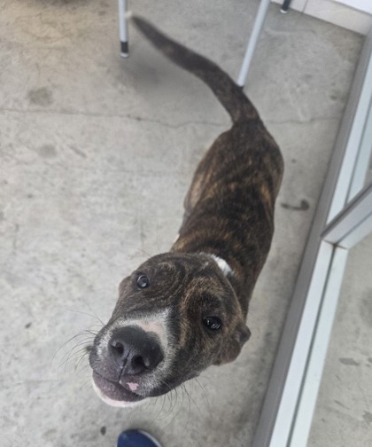 Shelter Stray Male Dog last seen Near block of Golf Club Dr, North District, TX, 355 Hillshire Dr, Haslet, TX 76052, USA