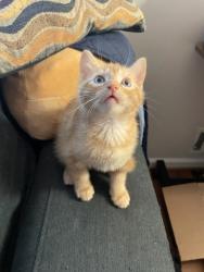 Shelter Stray Male Cat last seen Near Post Road Pass, Stone Mountain, GA 30088, 30088, GA, 3280 Chamblee Dunwoody Rd, Chamblee, GA 30341, USA