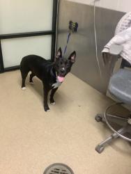 Shelter Stray Female Dog last seen Near Willowbrook Dr, West District, TX, 355 Hillshire Dr, Haslet, TX 76052, USA