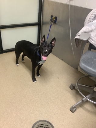 Shelter Stray Female Dog last seen Near Willowbrook Dr, West District, TX, 355 Hillshire Dr, Haslet, TX 76052, USA