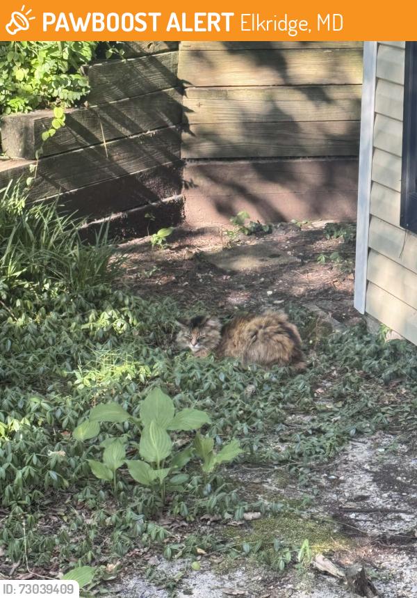 Found/Stray Female Cat last seen Hunter Road & Hunt Club Road, Elkridge, MD 21075