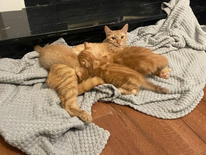 Shelter Stray Female Cat last seen Near Post Road Pass, Stone Mountain, GA 30088, 30088, GA, 3280 Chamblee Dunwoody Rd, Chamblee, GA 30341, USA