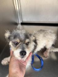 Shelter Stray Male Dog last seen Near AVE J, Central District, , 355 Hillshire Dr, Haslet, TX 76052, USA