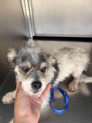 Shelter Stray Male Dog last seen Near AVE J, Central District, , 355 Hillshire Dr, Haslet, TX 76052, USA