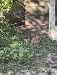 Found/Stray Female Cat last seen Hunter Road & Hunt Club Road, Elkridge, MD 21075