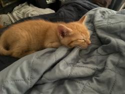 Shelter Stray Female Cat last seen Near Post Road Pass, Stone Mountain, GA 30088, 30088, GA, 3280 Chamblee Dunwoody Rd, Chamblee, GA 30341, USA