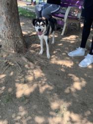 Shelter Stray Female Dog last seen Near DANCIGER DR, East District, TX, 355 Hillshire Dr, Haslet, TX 76052, USA
