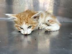Shelter Stray Unknown Cat last seen Near LIVINGSTON AVE, Central District, TX, 355 Hillshire Dr, Haslet, TX 76052, USA