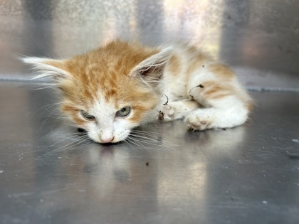 Shelter Stray Unknown Cat last seen Near LIVINGSTON AVE, Central District, TX, 355 Hillshire Dr, Haslet, TX 76052, USA
