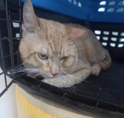 Shelter Stray Male Cat last seen , , TX, 355 Hillshire Dr, Haslet, TX 76052, USA