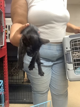 Shelter Stray Male Cat last seen Near South Edgewood Terrace, East District, TX, 355 Hillshire Dr, Haslet, TX 76052, USA