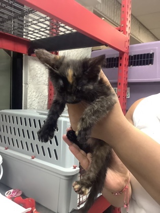 Shelter Stray Female Cat last seen Near South Edgewood Terrace, East District, TX, 355 Hillshire Dr, Haslet, TX 76052, USA