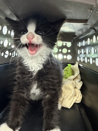 Shelter Stray Male Cat last seen hwy 17, New Bern, NC, 1639 Old Airport Rd, New Bern, NC 28562, USA