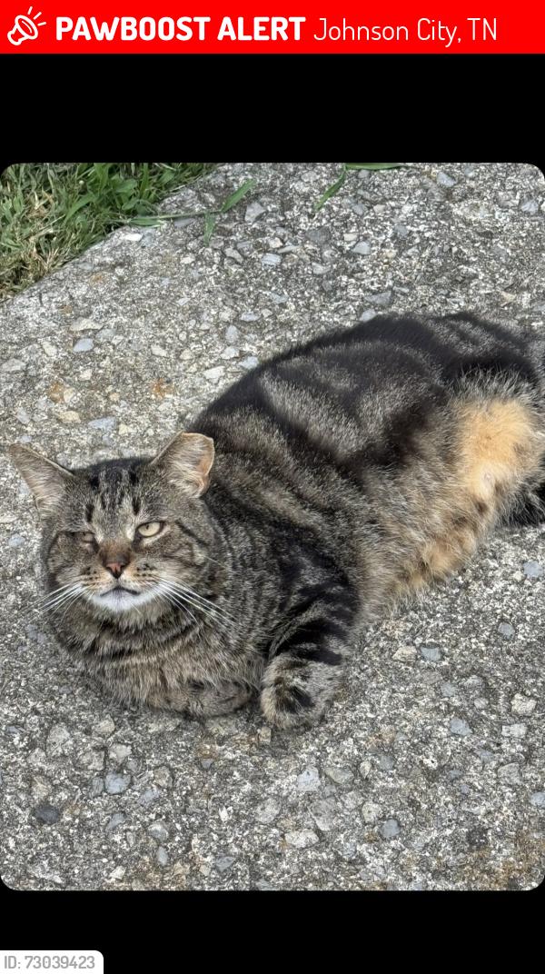 Lost Male Cat last seen Near Cherokee rd Jc tn, Johnson City, TN 37604