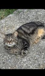 Lost Male Cat last seen Near Cherokee rd Jc tn, Johnson City, TN 37604