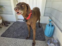 Reunited Female Dog last seen Camp Union Store, Seabeck, WA 98380