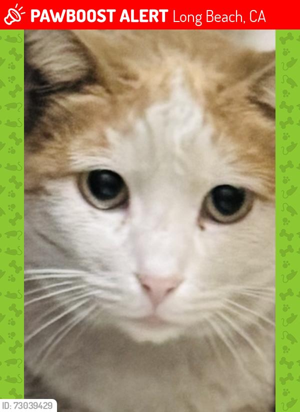 Lost Male Cat last seen Broadway and Euclid , Long Beach, CA 90803
