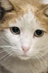Lost Male Cat last seen Broadway and Euclid , Long Beach, CA 90803