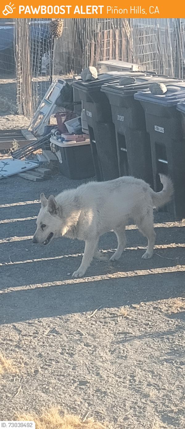 Found/Stray Male Dog last seen Oasis rd, Piñon Hills, CA 92372