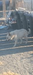 Found/Stray Male Dog last seen Oasis rd, Piñon Hills, CA 92372