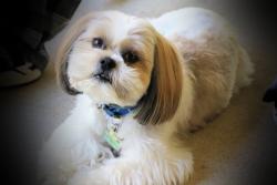 Lost Male Dog last seen Near HORSE FLY HOLLOW, Lebanon Junction, KY 40150