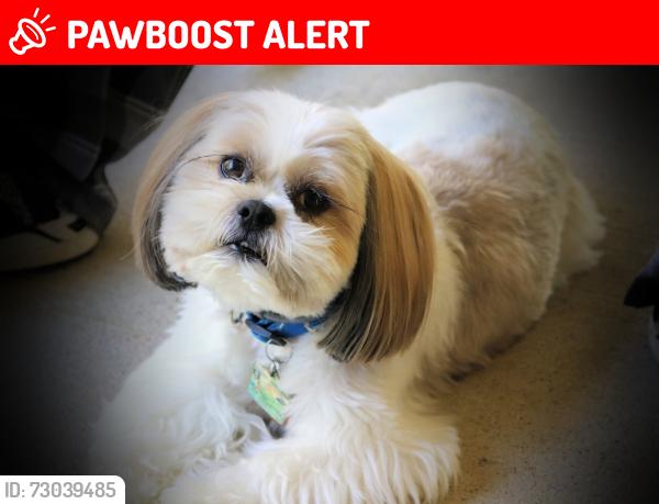Lost Male Dog last seen Near HORSE FLY HOLLOW, Lebanon Junction, KY 40150