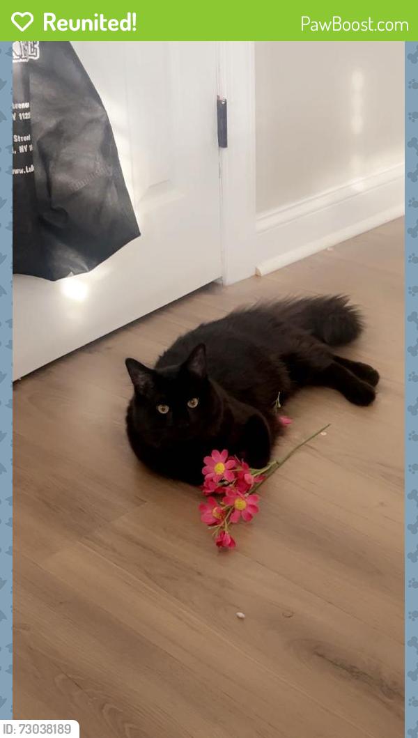 Reunited Male Cat last seen Woodrow, Staten Island, NY, USA, Staten Island, NY 10312