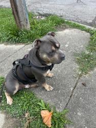 Reunited Male Dog last seen E 19th street and Hawthorne lane, Indianapolis, IN 46218