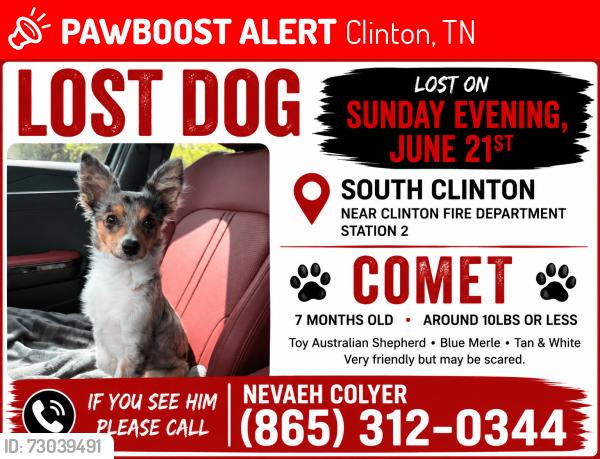 Lost Female Dog last seen Grace Drive and Mimosa Circle, Clinton, TN 37716