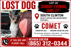 Lost Female Dog last seen Grace Drive and Mimosa Circle, Clinton, TN 37716