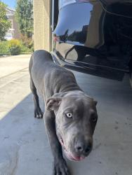 Found/Stray Male Dog last seen Manzanita, Visalia, CA 93292