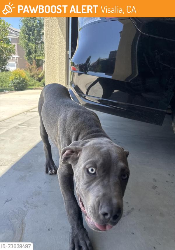 Found/Stray Male Dog last seen Manzanita, Visalia, CA 93292
