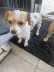 Lost Female Dog last seen Atlantic Ave, Artesia Blvd by Houghton Park, Long Beach, CA 90805