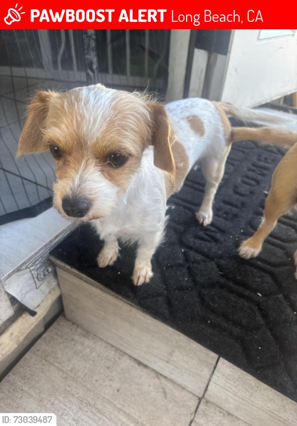 Lost Female Dog last seen Atlantic Ave, Artesia Blvd by Houghton Park, Long Beach, CA 90805