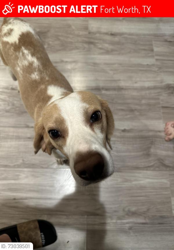 Lost Male Dog last seen E lancaster ave , Fort Worth, TX 76112