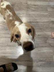 Lost Male Dog last seen E lancaster ave , Fort Worth, TX 76112