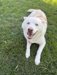 Found/Stray Female Dog last seen Cherokee rd, Stockton, CA 95215
