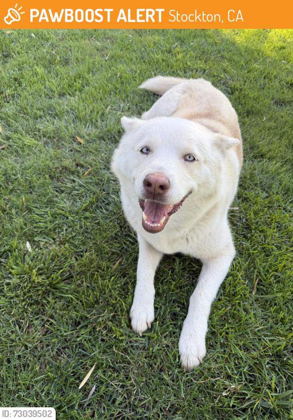 Found/Stray Female Dog last seen Cherokee rd, Stockton, CA 95215