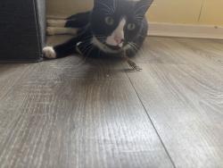 Lost Male Cat last seen Coniston shops , Patchway, England BS34