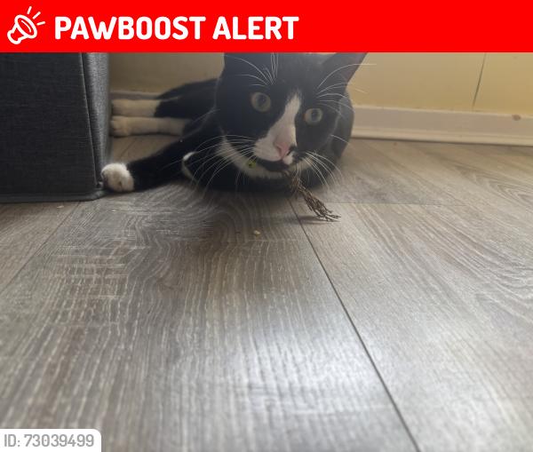 Lost Male Cat last seen Coniston shops , Patchway, England BS34
