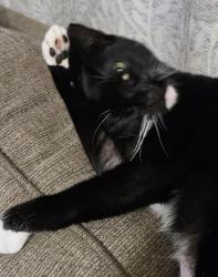 Lost Female Cat last seen Washington Ave, Lake Wales, FL 33853