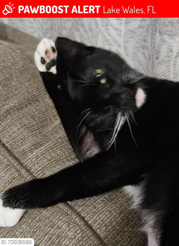 Lost Female Cat last seen Washington Ave, Lake Wales, FL 33853