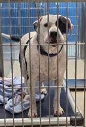 Shelter Stray Female Dog last seen Davisburg & I 75 Rest Area, DAVISBURG, MI, 48350, 1200 N Telegraph Building 42E, Pontiac, MI 48340, USA