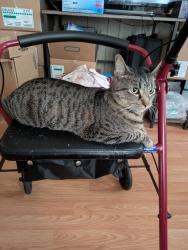 Lost Female Cat last seen Pine tree drive, Leesburg, FL 34788