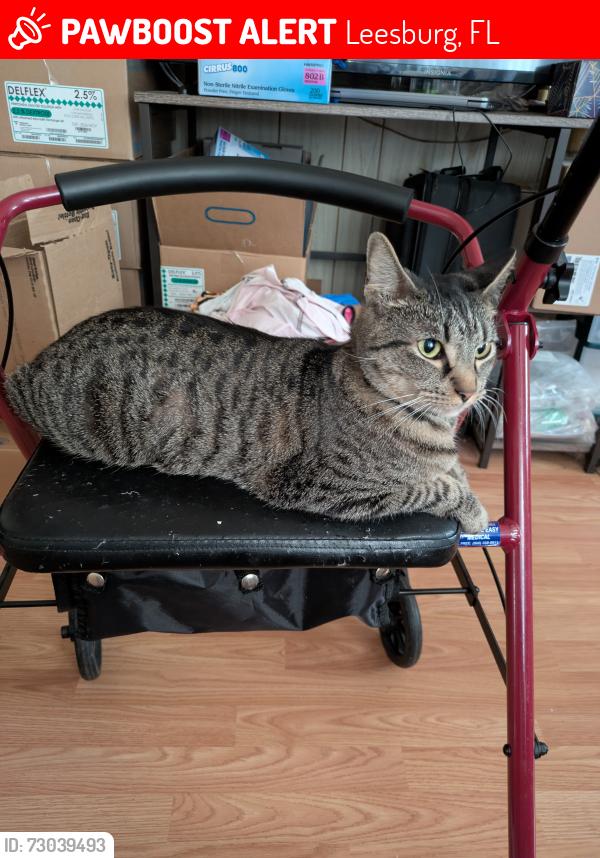 Lost Female Cat last seen Pine tree drive, Leesburg, FL 34788