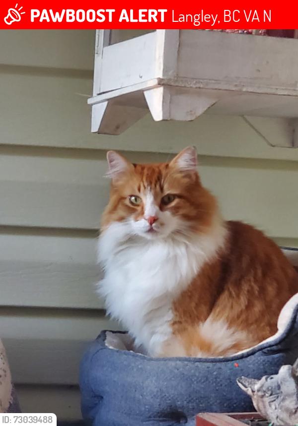 Lost Male Cat last seen 196B and 50th, Langley, BC V3A 7N7